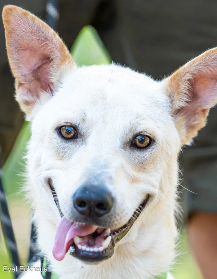 Ringo à adopter