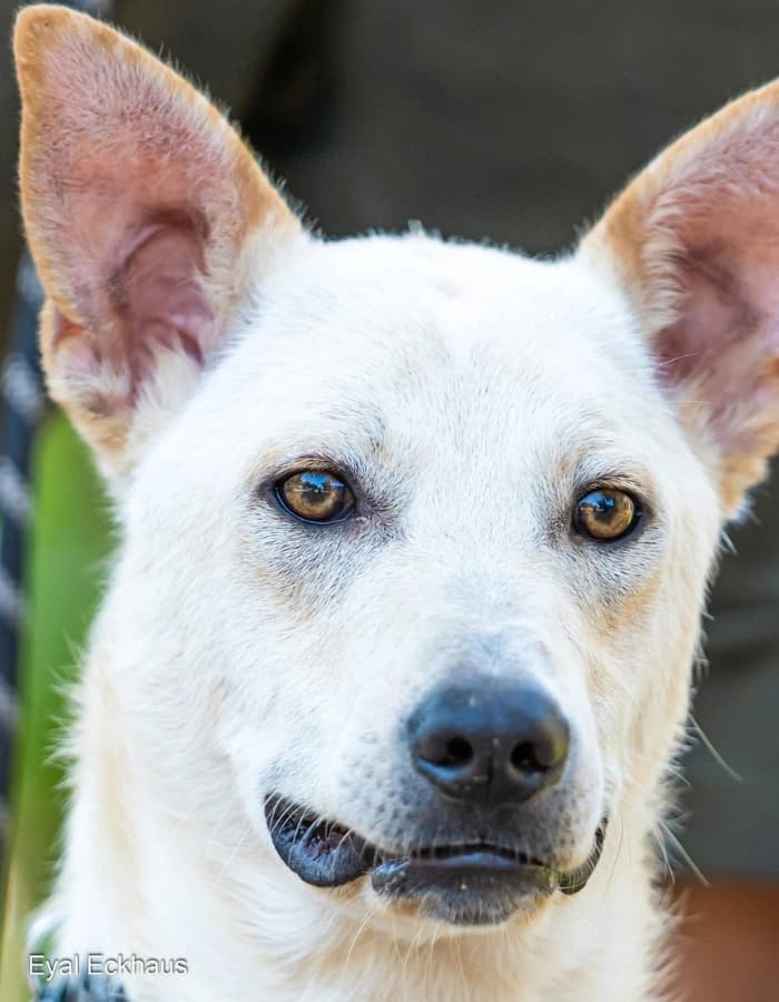 Ringo à adopter — 2