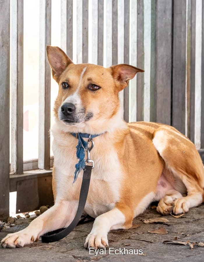 Puppy à adopter — 2