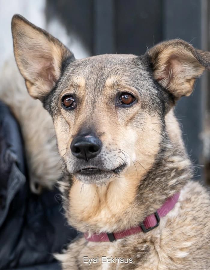 Moka for Adoption