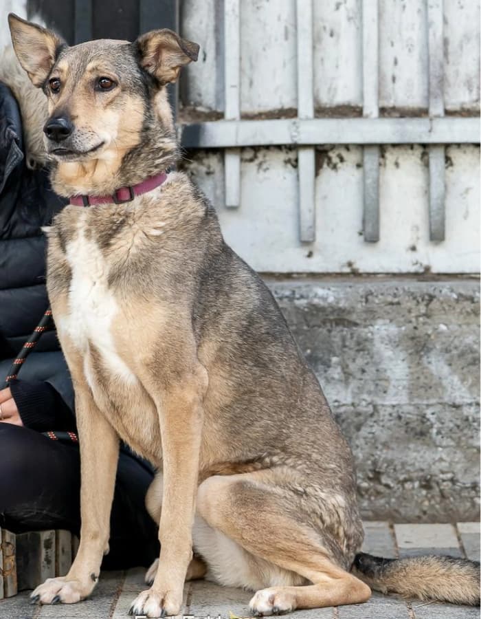 Moka for Adoption — 2
