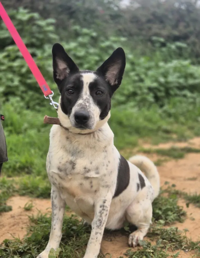 Poly for Adoption