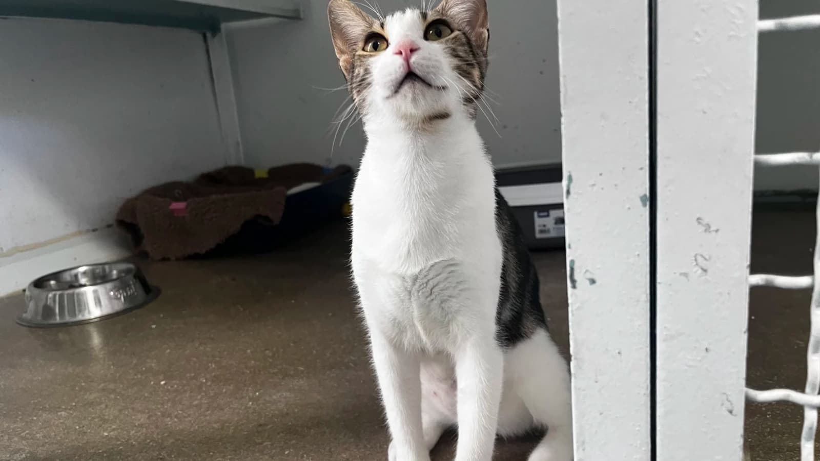 Liri à l'adoption
