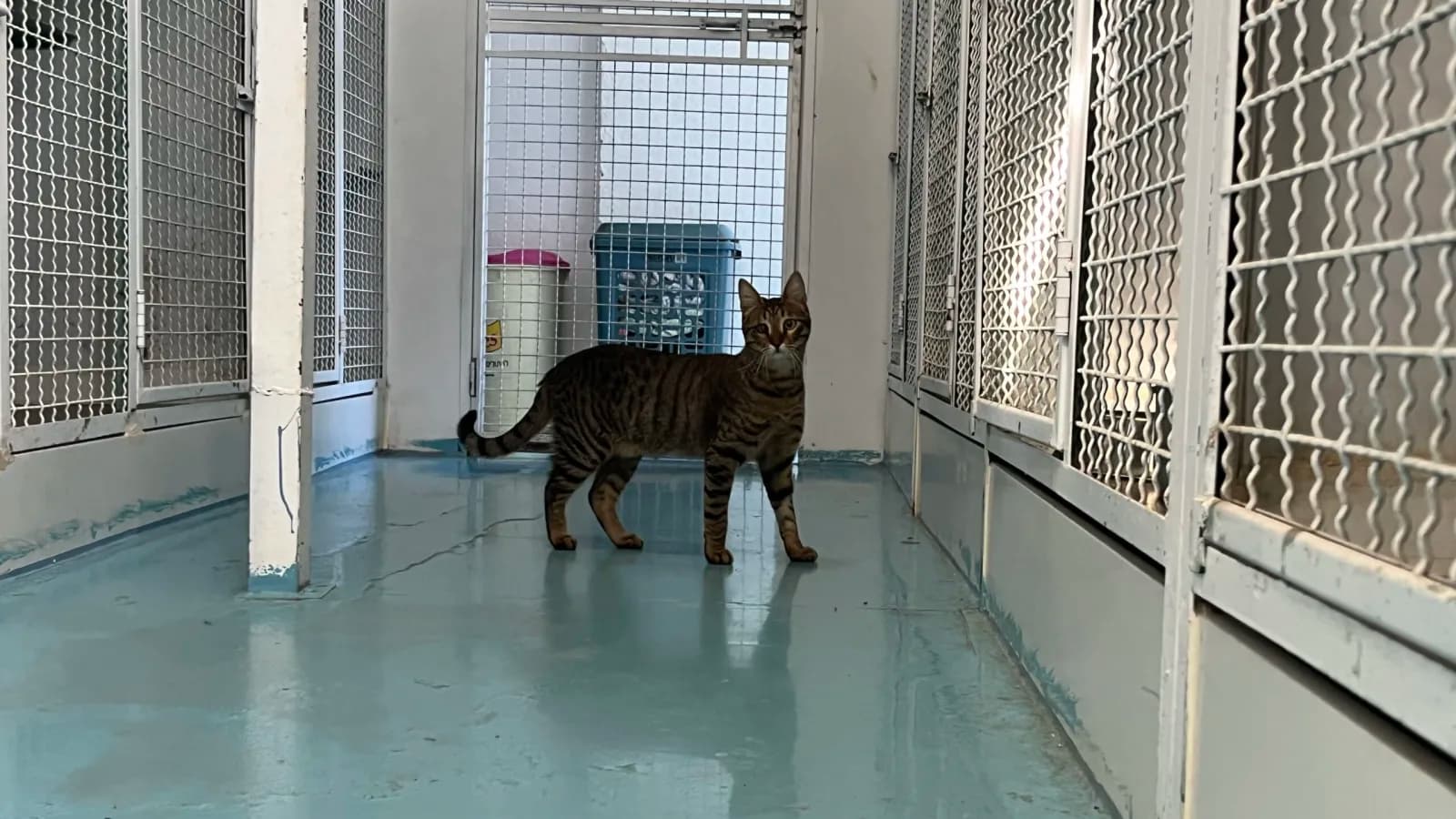 Donna à l'adoption