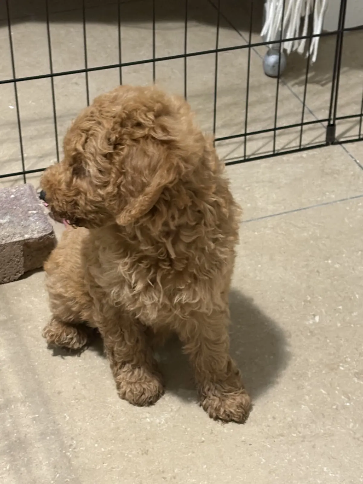 גור קוואפו (Cavapoo) מהמם למכירה – כולל ציוד מלא!