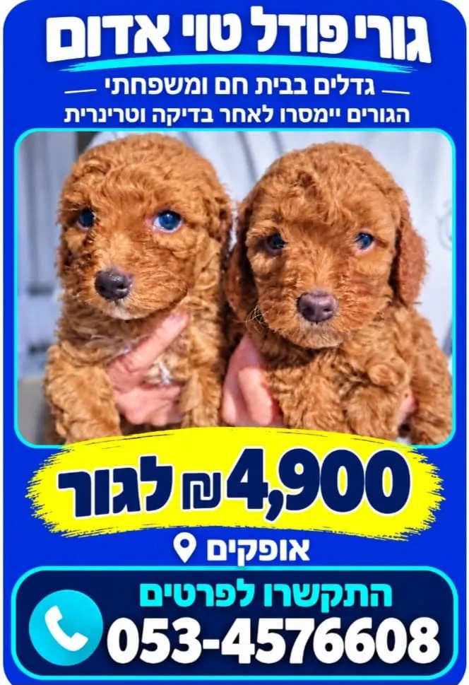 גורי פודל טוי למכירה – צבע אדום דם 🐶