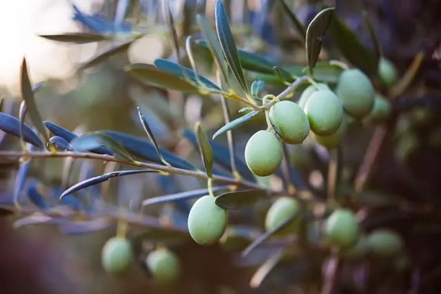 רפואת הרמב״ם - סדרת הרצאות