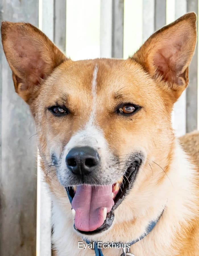 Puppy à adopter